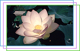 Lotus-Blume-Gross